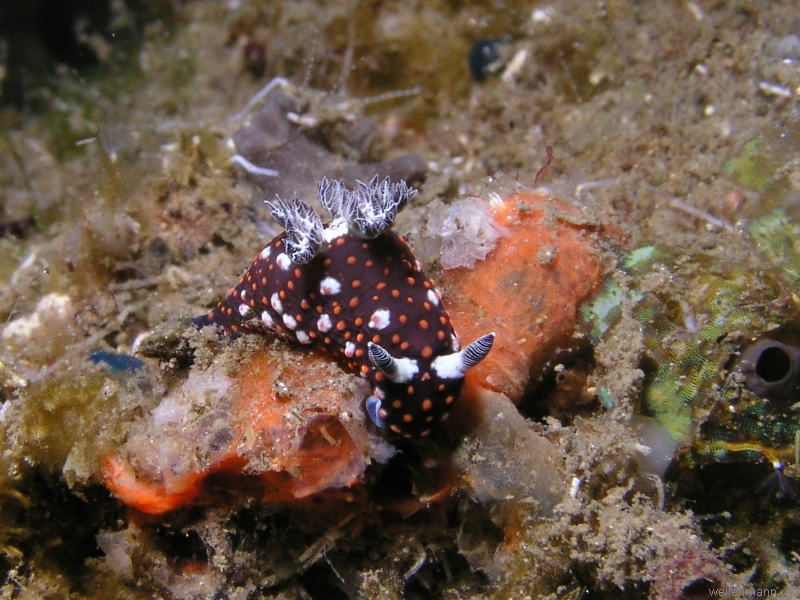 Nudi Branch